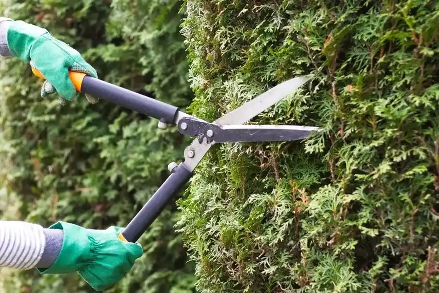 How Often Should You Trim Bushes For Optimal Growth Columbia TN How Often Should You Trim Bushes For Optimal Growth Columbia TN