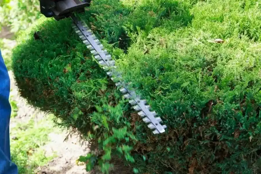 Professional Bush Trimming Columbia TN Professional Bush Trimming Columbia TN